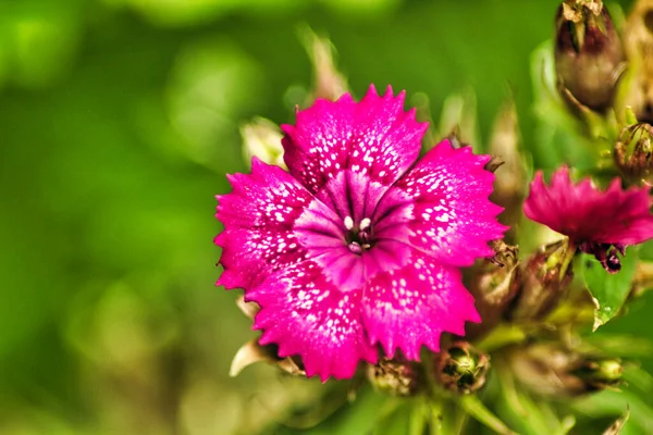 粉色康乃馨的选择性聚焦镜头 — 图库照片