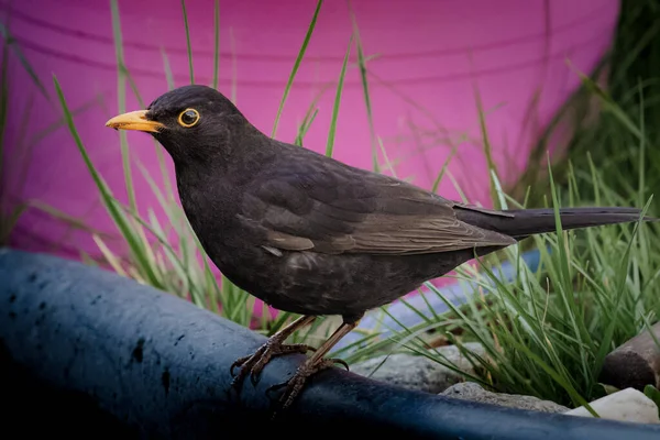 Zwykły Kos Schwytany Niemieckim Amsel — Zdjęcie stockowe