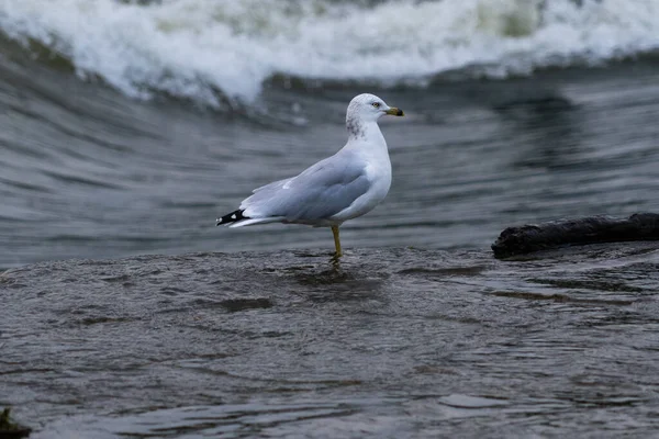 Uma Bela Gaivota Empoleirada Uma Costa Marítima — Fotografia de Stock