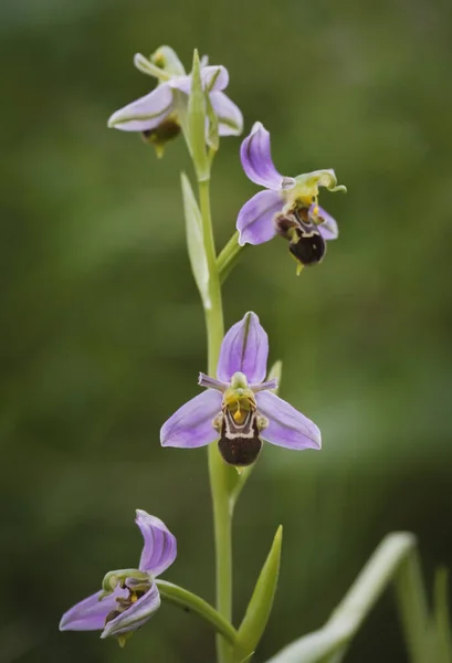一个美丽的蜜蜂兰花的垂直拍摄 在室外 — 图库照片