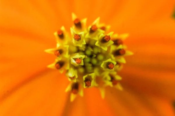 オレンジの花びらの黄色の小花の写真です — ストック写真