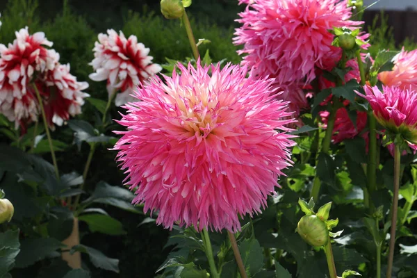 Une Fleur Dahlia Naturelle Sur Fond Vert — Photo