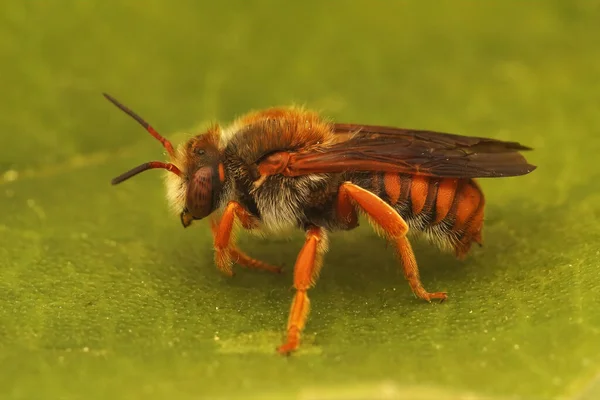 Szoros Kép Színes Foltos Vörös Gyanta Méh Rhodanthidium Sticticum Gard — Stock Fotó