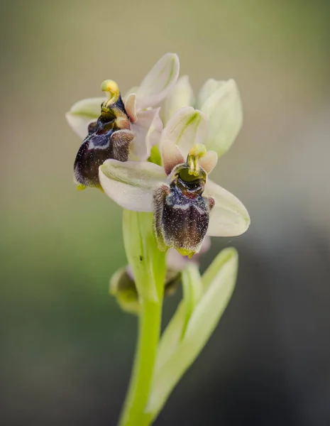 Plan Vertical Une Belle Orchidée Sauvage Hybride Plein Air — Photo