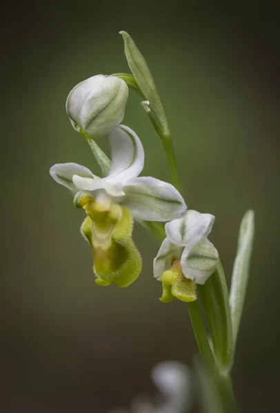 Plan Vertical Une Belle Orchidée Sciée Extérieur — Photo