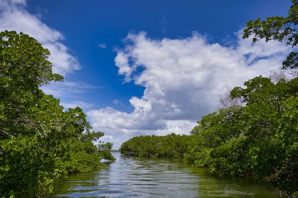 Path Mangroves 000 Islands Section Everglades National Park Southwest Florida — Stock Photo, Image
