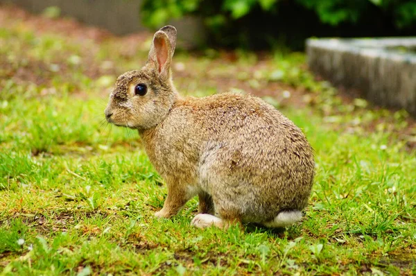 Friedhöfe Sind Ruhige Orte Und Daher Bei Städtischen Kaninchen Sehr — Stockfoto