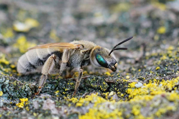 Close Een Vrouwelijke Meelachtige Metalen Bontbij Vestitohalictus Pollinosus Uit Gard — Stockfoto