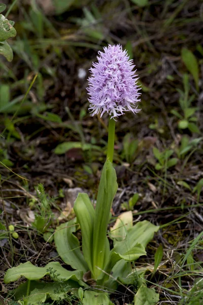 Vertical Shot Beautiful Naked Man Orchid Outdoors — Stock Photo, Image