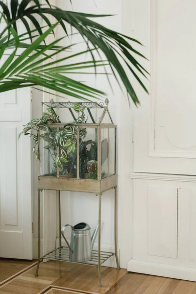 Vertical Shot Houseplants Mini Indoor Greenhouse House — Stok Foto