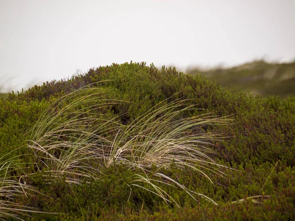 丘の上の緑と羽の草の閉鎖 — ストック写真