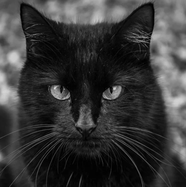 Uma Escala Cinza Gato Preto Olhando Para Câmera — Fotografia de Stock