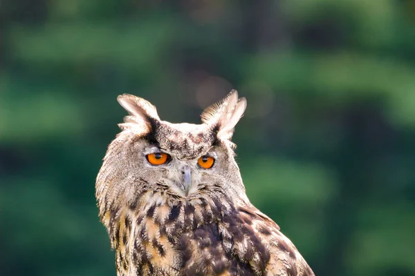 Koyu Yeşil Arka Planda Sevimli Bir Baykuşun Yakın Çekimi — Stok fotoğraf