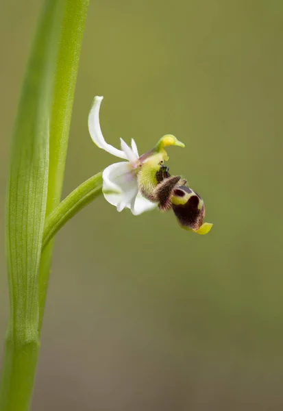 Plano Vertical Una Hermosa Ophrys Picta Aire Libre —  Fotos de Stock