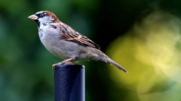 Sparven Fågel Grön Bakgrund — Stockfoto