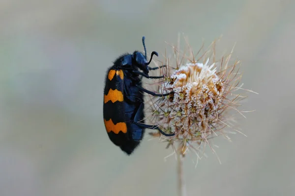Primer Plano Colorido Escarabajo Ampolla Mylabris Variabilis Del Gard Francia — Foto de Stock