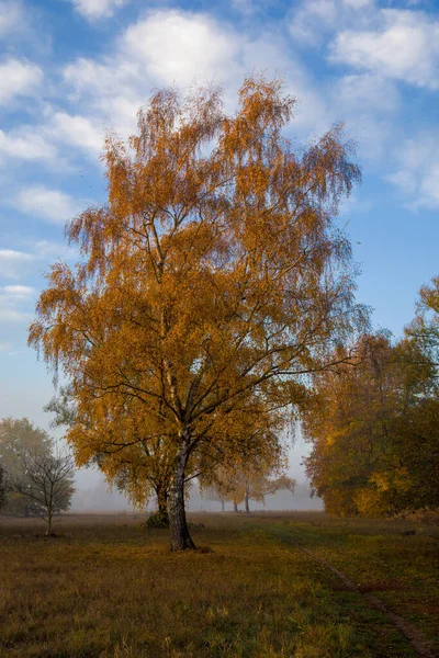 Pionowe Ujęcie Wysokiego Złotego Jesiennego Drzewa Polu — Zdjęcie stockowe