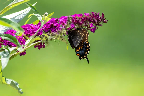 Selektivní Záběr Motýla Kvetoucí Levanduli — Stock fotografie