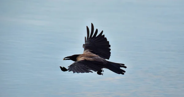 Eine Schöne Aufnahme Von Einem Fliegenden Schwarzen Bir — Stockfoto