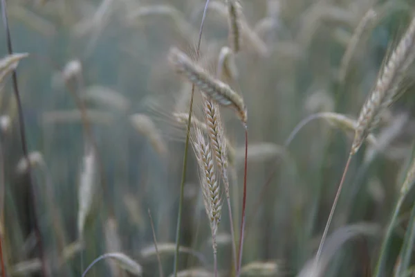 Вибіркове Крупним Планом Пшениці Полі — стокове фото