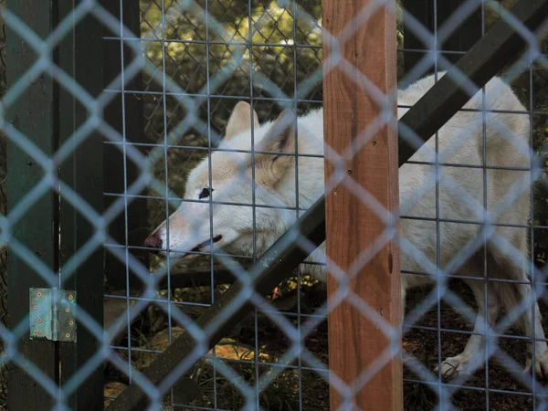 Majestic Wolf Mesh Cedar Cove Feline Conservation Education Center Kansas — Stock Photo, Image