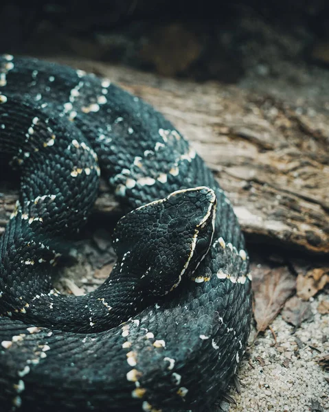 Nahaufnahme Einer Gefährlichen Schwarzen Schlange — Stockfoto