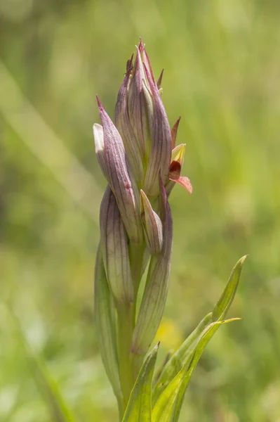 Vertical Shot Beautiful Small Flowered Tongue Orchid Outdoors — Stock Photo, Image
