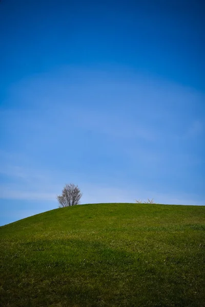 Vertikální Záběr Zeleného Kopce Holým Stromem Pod Modrou Oblohou — Stock fotografie