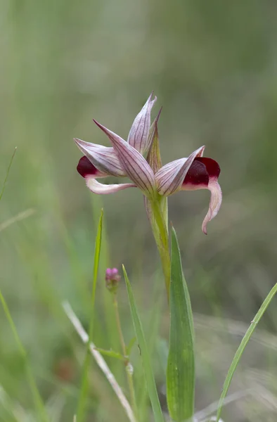 Tiro Vertical Uma Bela Orquídea Língua Livre — Fotografia de Stock