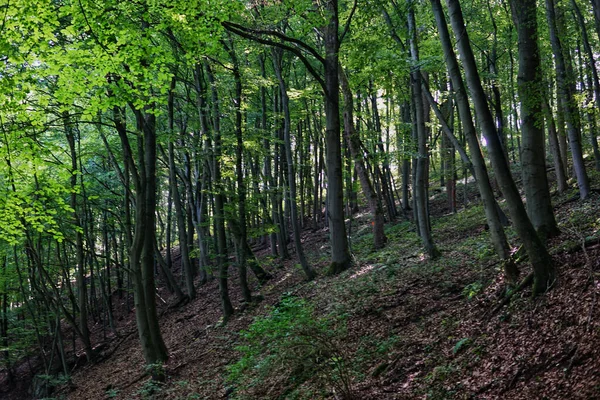 Una Vecchia Foresta Incontaminata Con Alberi Alti — Foto Stock