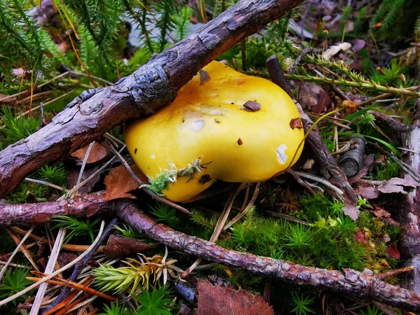Egy Közelkép Egy Aranyozott Brittlegill Russula Aurea Gomba Erdőben — Stock Fotó