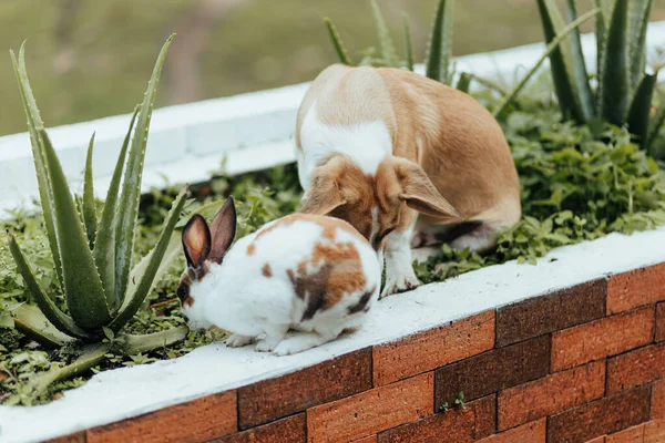 A selective focus shot of a Jack Russell Terrier playing with a rabbit on plants