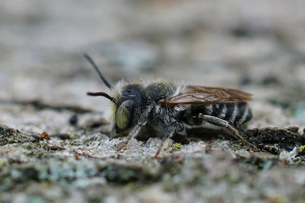Κοντινό Πλάνο Ενός Αρσενικού Της Μέλισσας Κοπής Φύλλων Τριφυλλιού Mehachile — Φωτογραφία Αρχείου