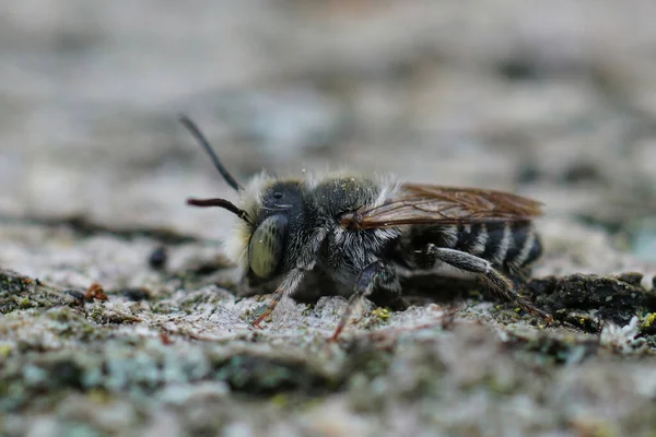 Primer Plano Macho Abeja Cortadora Hojas Alfalfa Mehachile Rotundata Gard — Foto de Stock