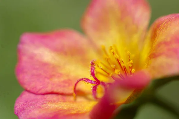 Primer Plano Una Vibrante Flor Rosa Amarilla Sobre Fondo Verde — Foto de Stock