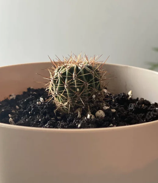 Gros Plan Petit Cactus Dans Pot — Photo