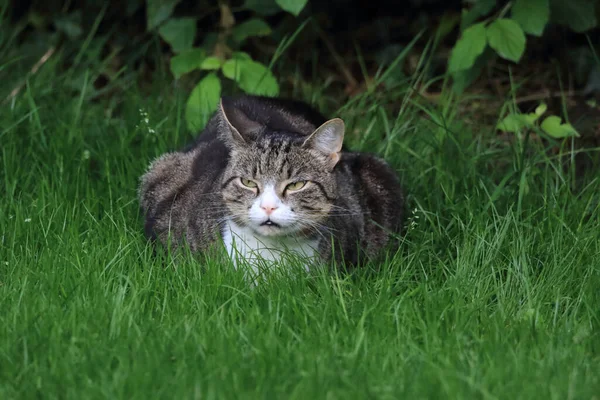 Die Grau Gestromte Katze Entspannt Sich Auf Dem Grünen Gras — Stockfoto