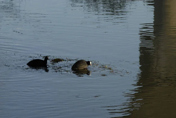 Ein Malerischer Blick Auf Blässhühner Die Auf Einem See Schwimmen — Stockfoto