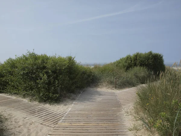 Zdjęcie Bliska Trzech Małych Drewnianych Ścieżek Plaży Pięknymi Zielonymi Krzewami — Zdjęcie stockowe