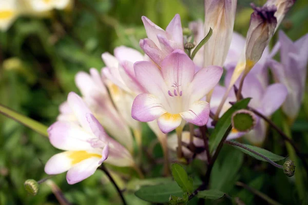 デューン カンメジエ Freesia Leichtlinii の花の眺め — ストック写真