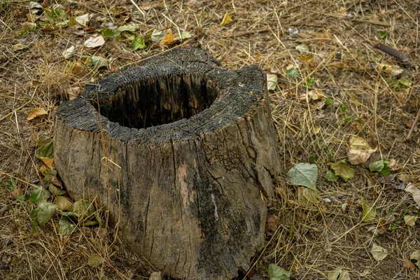Eine Nahaufnahme Von Einem Baumstumpf Mitten Auf Einem Feld — Stockfoto