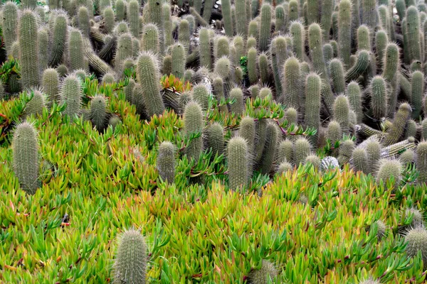 Tiro Close Muitos Pequenos Cactos Arbusto Verde — Fotografia de Stock