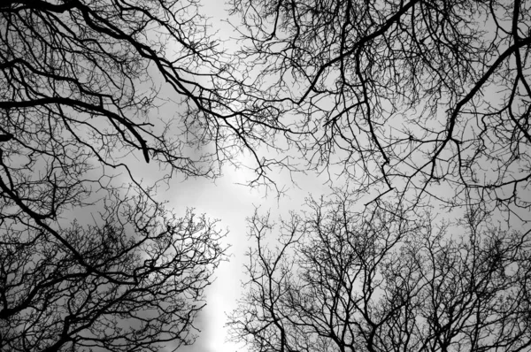 在多云的天空背景下 一帧单色的光秃秃的树枝底部照片 — 图库照片