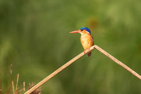 Een Malachiet Ijsvogel Uit Oeganda Zit Een Gebogen Droge Stengel — Stockfoto