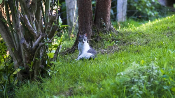 Słodki Kot Siedzi Zielonej Trawie Lesie — Zdjęcie stockowe