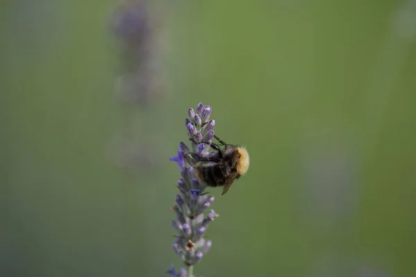 Een Close Shot Van Een Bij Bestuiving Een Lavendel Bloem — Stockfoto