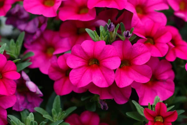 Zbliżenie Ujęcie Pięknych Różowych Geranium Kwiatów — Zdjęcie stockowe