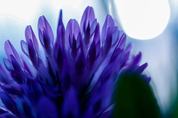 Nahaufnahme Einer Bakuchiol Blume Auf Verschwommenem Hintergrund — Stockfoto