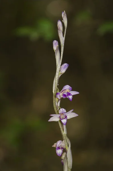 Tiro Close Vertical Uma Orquídea Ninho Pássaro Violeta Selvagem Florescendo — Fotografia de Stock