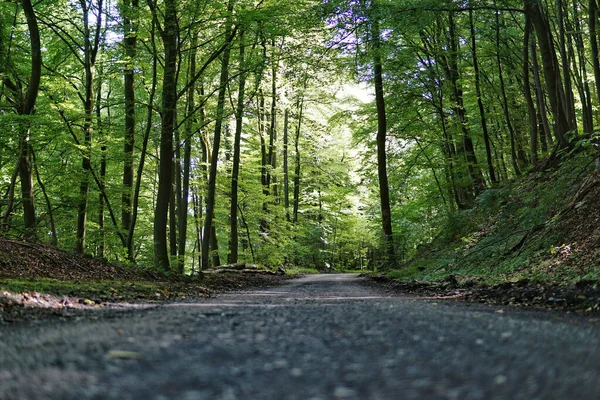 Sentiero Parco Verde Con Alberi Alti — Foto Stock